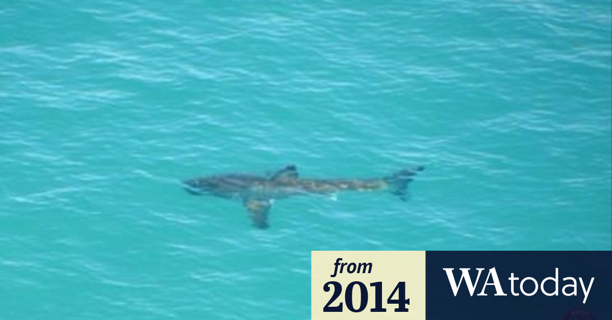 Shark sightings prompt warning for beachgoers to stay informed